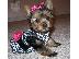 PoulaTo: BEAUTIFUL PURE BREED YORKIE MINI 80EURO